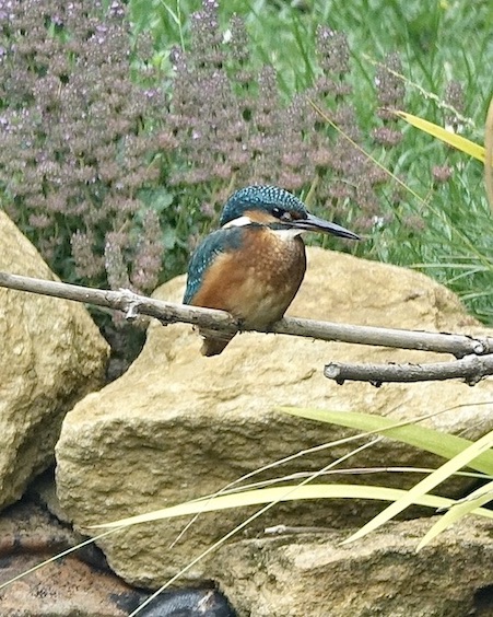 kingfisher